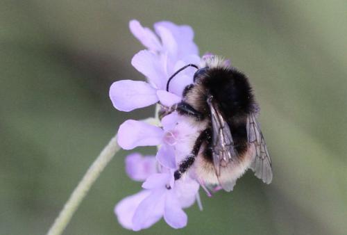 Réf. 289 193 : Bombus humilis